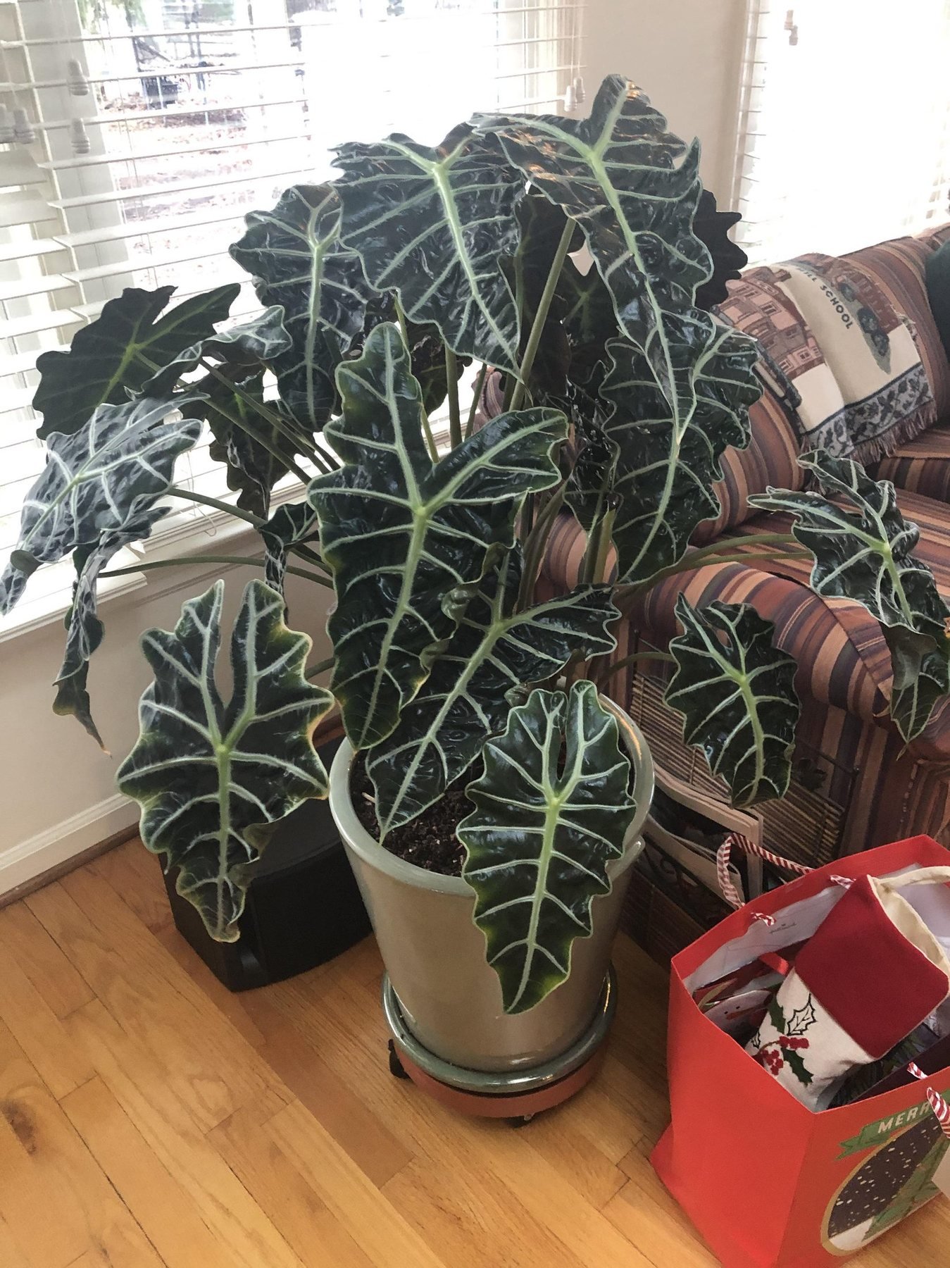 Black Velvet Alocasia indoor plant care and styling in Long Island homes.